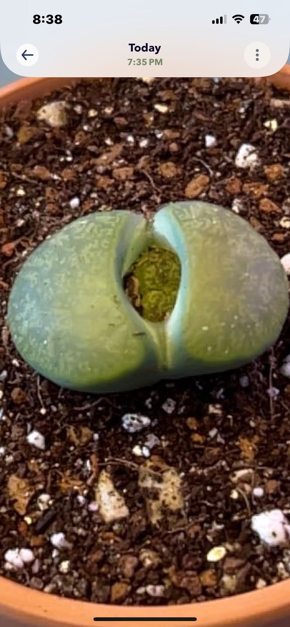 Living Stones Plant Care: Water, Light, Nutrients | Greg App 🌱