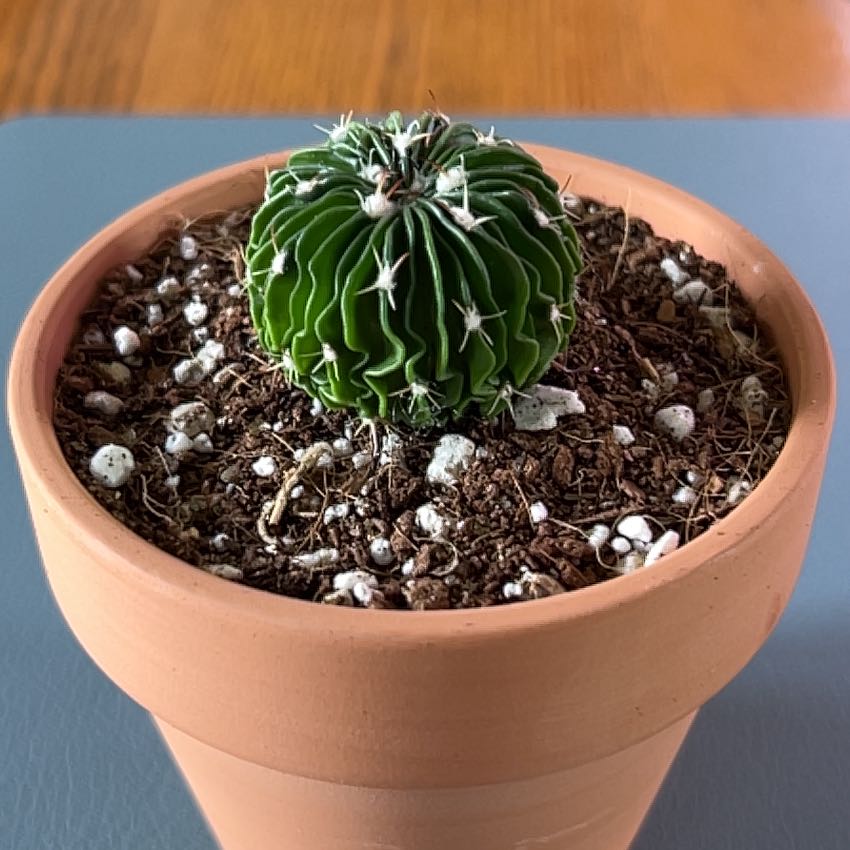 Photo of the plant species Brain Cactus by @ZingGoldenhill named Rihanna on Greg, the plant care app