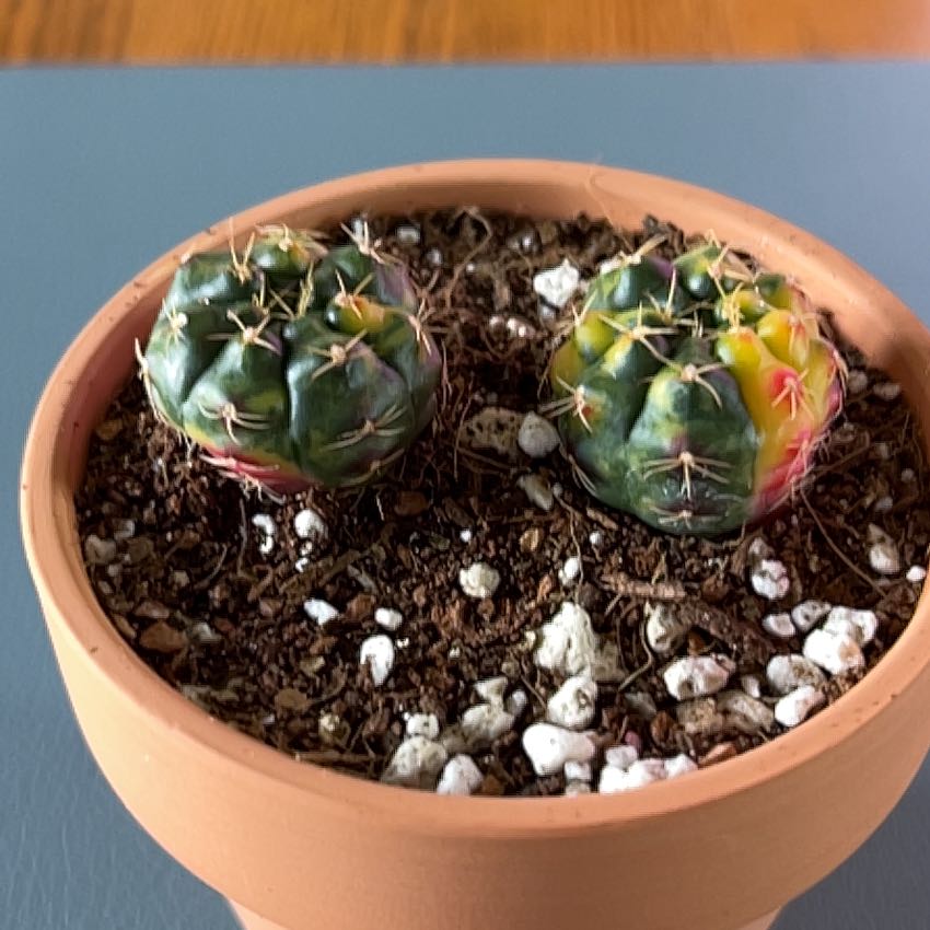 Photo of the plant species Gymnocalycium anisitii subsp. damsii by @ZingGoldenhill named Thing1 and Thing2 on Greg, the plant care app