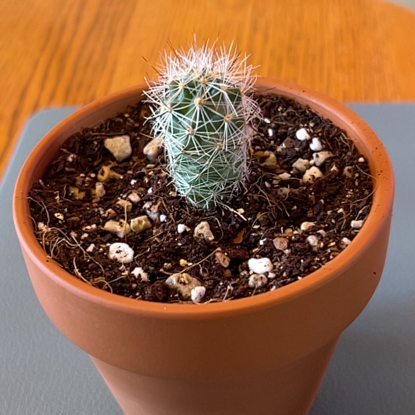 Photo of the plant species Thelocactus lausseri by @ZingGoldenhill named Harmony on Greg, the plant care app