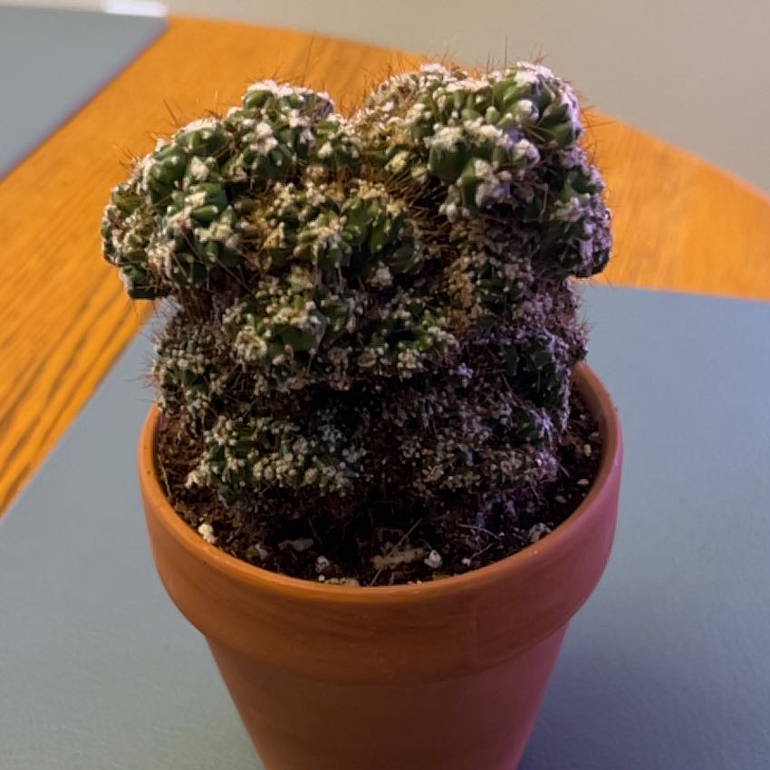 Photo of the plant species Cereus repandus f. monstrose 'Cafe' by @ZingGoldenhill named Morgan Treeman on Greg, the plant care app