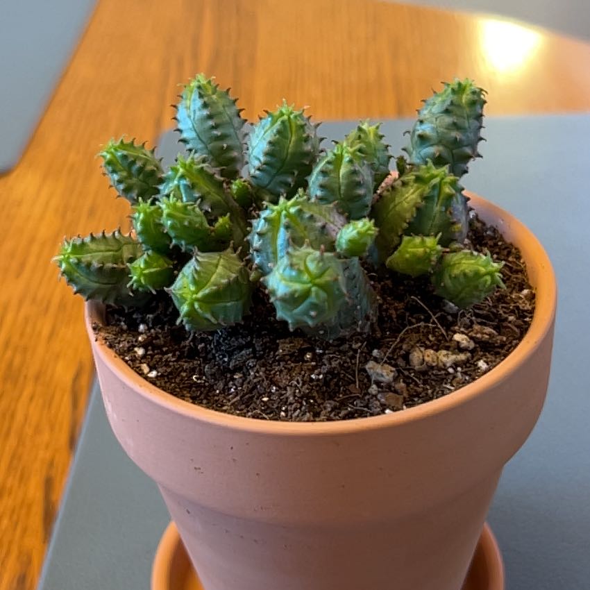 Plant care for Succulent on Greg, the plant care app
