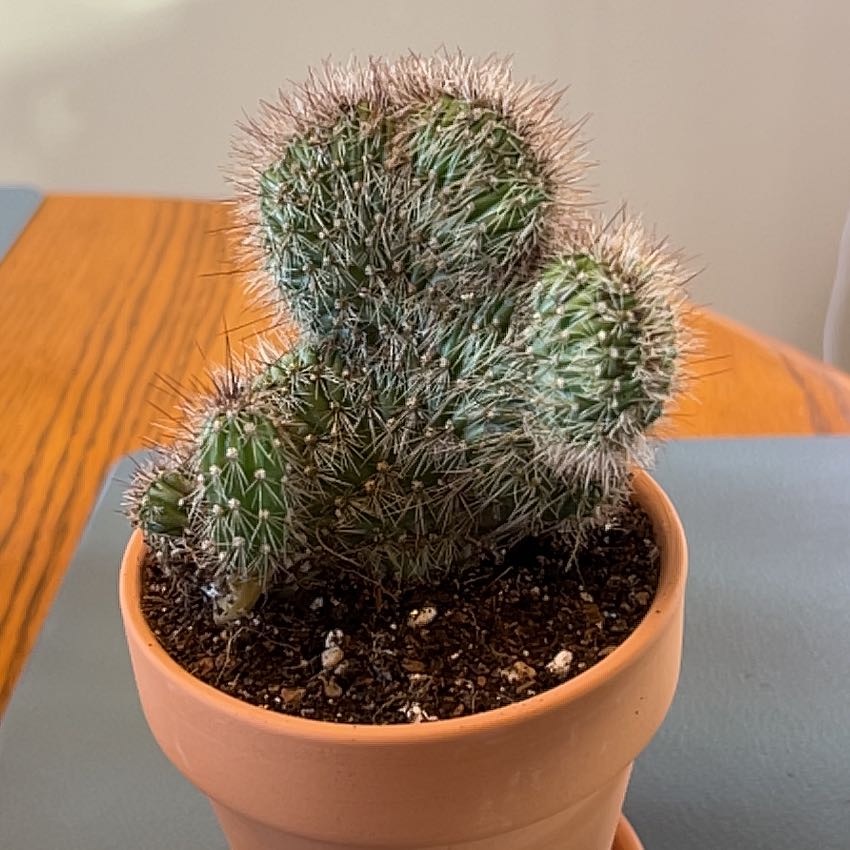 Photo of the plant species Crested Stenocereus by @ZingGoldenhill named Teddy Bear on Greg, the plant care app