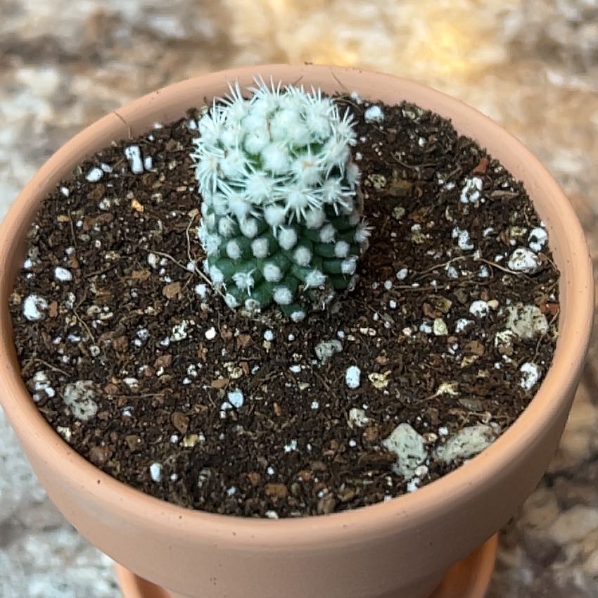 Photo of the plant species Mammillaria gracilis 'Oruga' by @ZingGoldenhill named Orlando on Greg, the plant care app