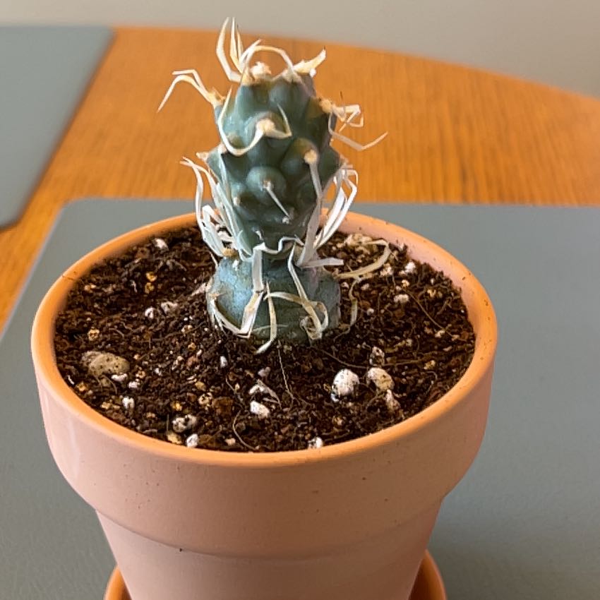 Photo of the plant species Paper Spine Cactus by @ZingGoldenhill named Pierre on Greg, the plant care app