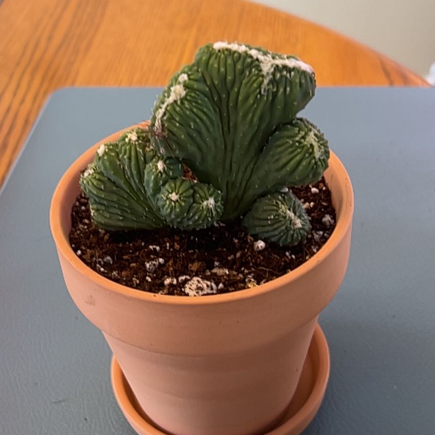 Photo of the plant species Montrose by @ZingGoldenhill named Crested on Greg, the plant care app