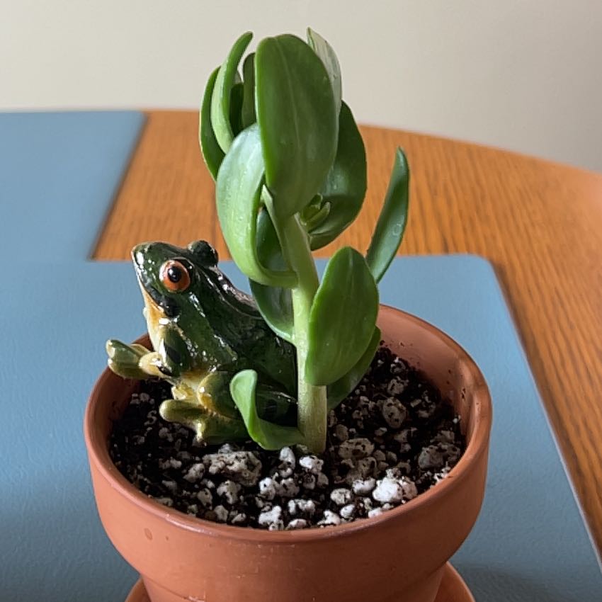 Photo of the plant species Tree Stonecrop by @ZingGoldenhill named Rainier on Greg, the plant care app