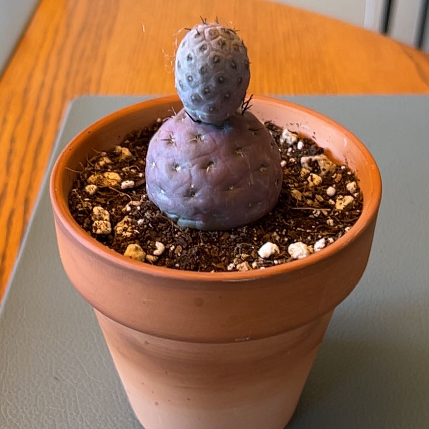 Photo of the plant species Tephrocactus geometricus by @ZingGoldenhill named R2-D2 on Greg, the plant care app