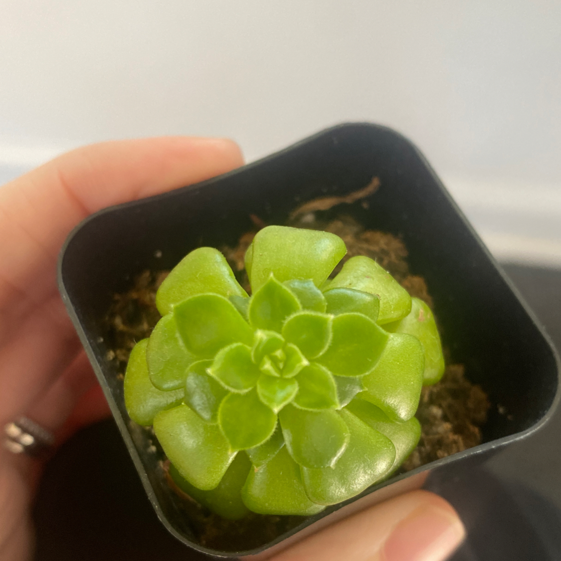 A healthy Oregon Stonecrop succulent in a black pot, held by a hand.
