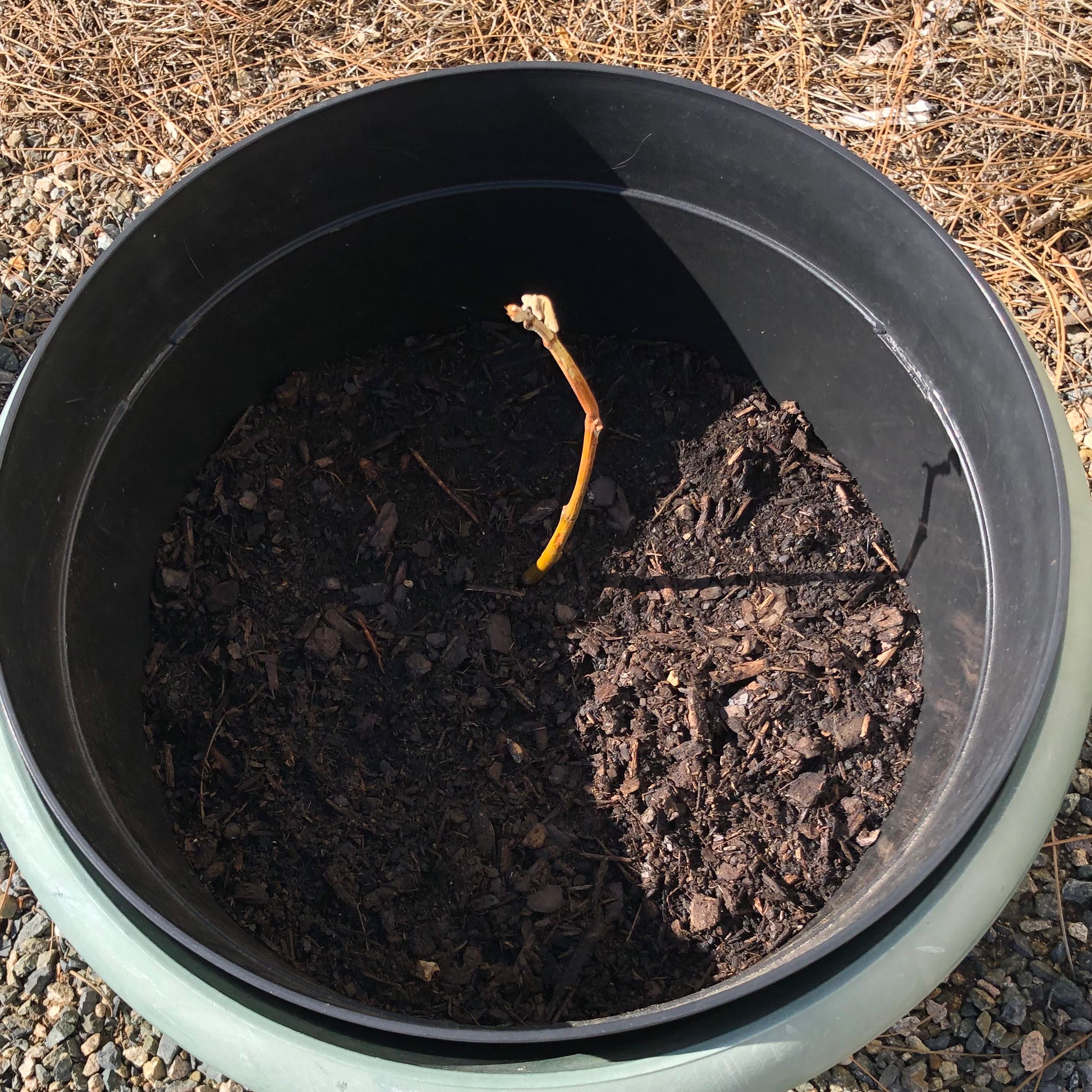 Photo of the plant species mission fig tree by @Totalgreenie named Bruno on Greg, the plant care app