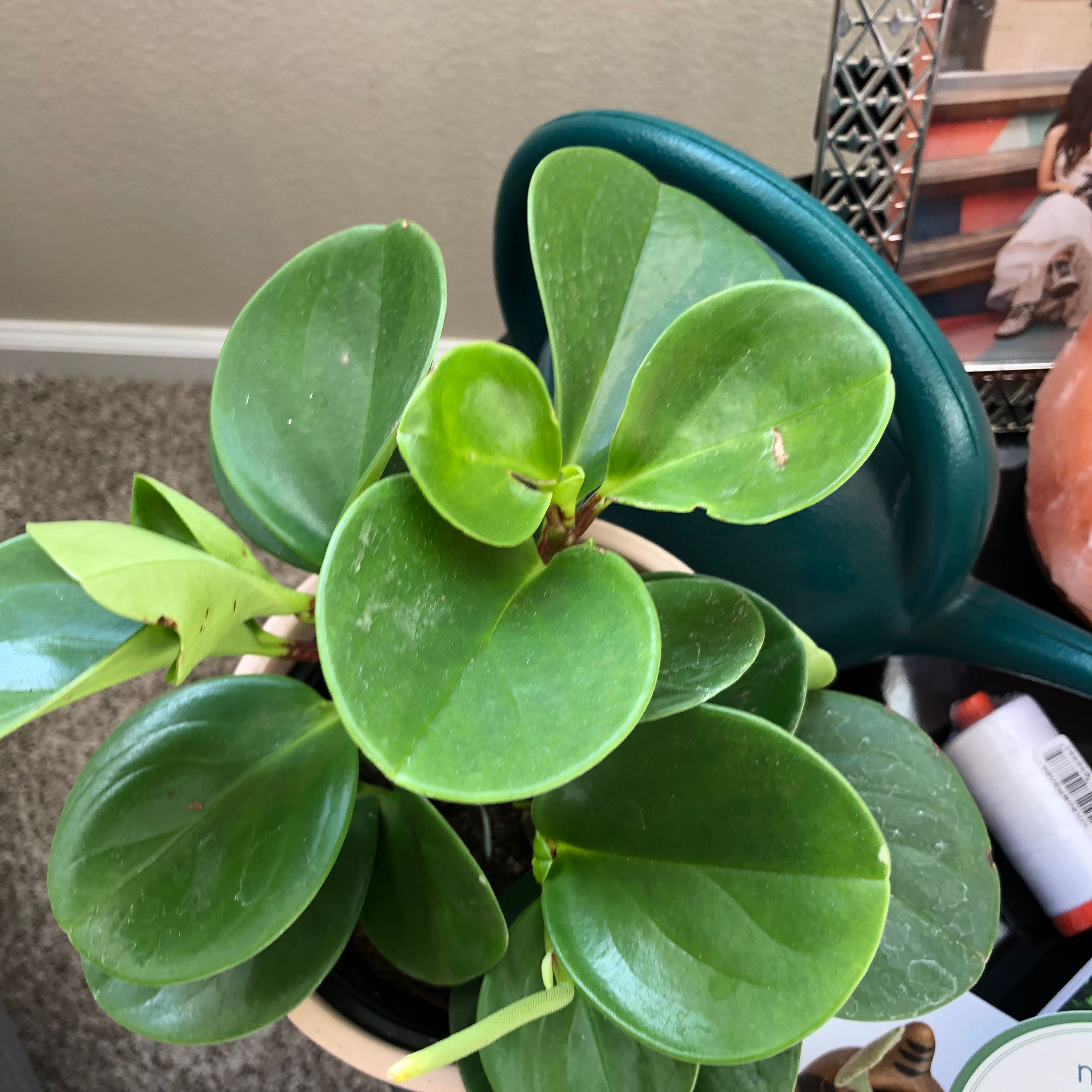 Healthy Peperomia Thailand plant with vibrant green leaves in a pot.