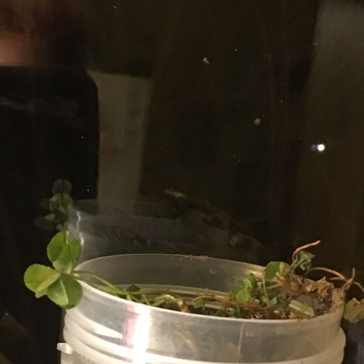 Photo of the plant species four leaf clover by @SpecialCacto named Lebron on Greg, the plant care app