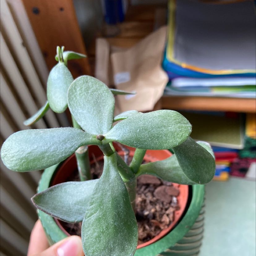 Jade plant in a green pot with healthy, fleshy leaves. Hand holding the pot.