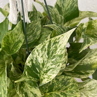 Marble Queen Pothos plant in Daly City, California