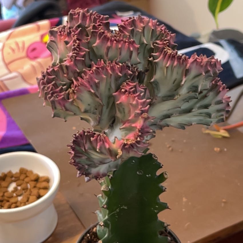 Photo of the plant species Red Euphoria Cactus by @GnarlyBogbean named Plantasia on Greg, the plant care app