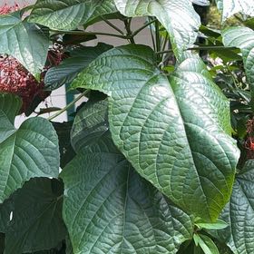Photo of the plant species Pagoda Flower by @GnarlyBogbean named Sherlock on Greg, the plant care app