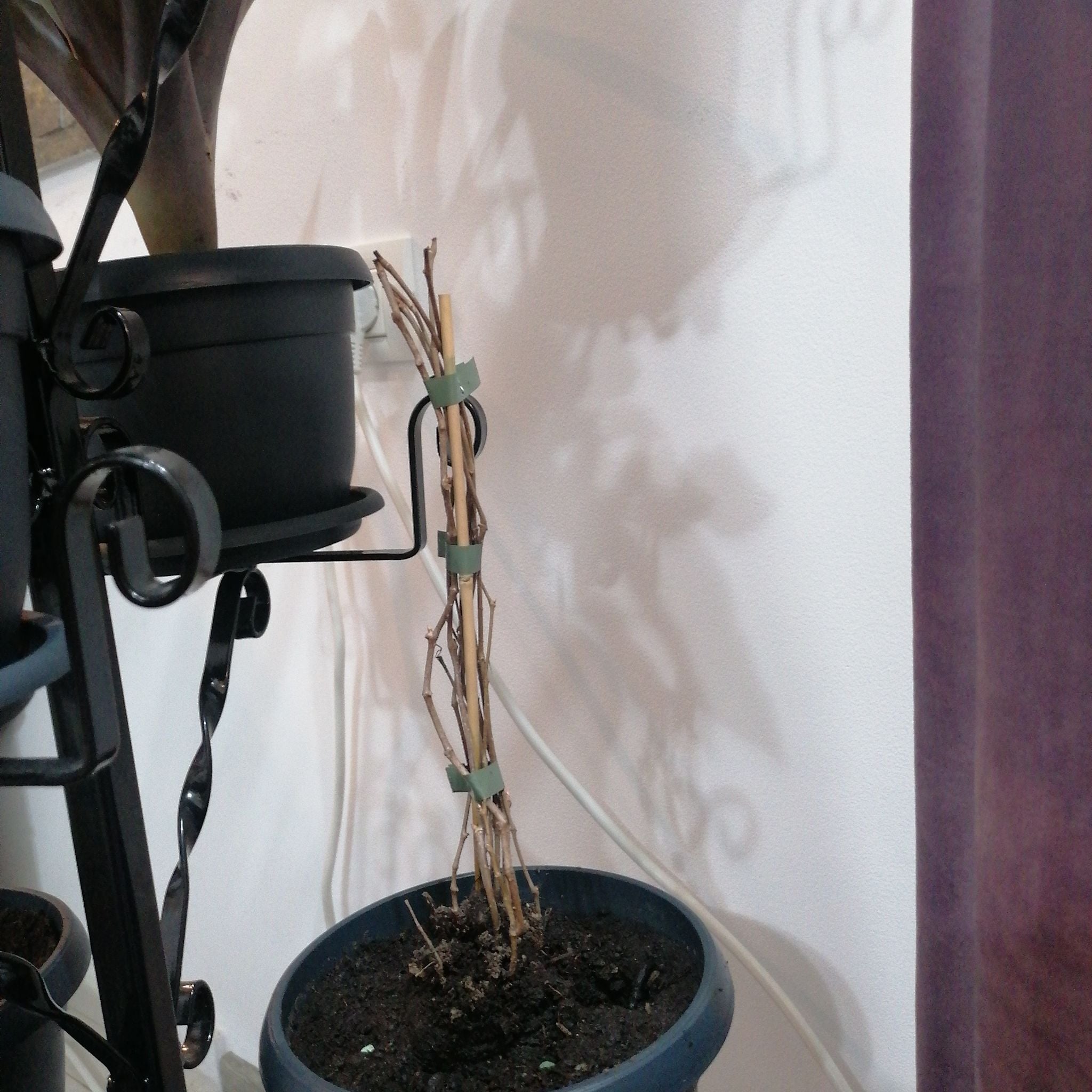 Plant care for Buttercup on Greg, the plant care app