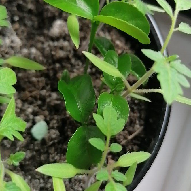 Photo of the plant species Small Cranberry by @Delphi named Sir Plancelot on Greg, the plant care app
