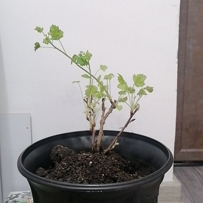 Photo of the plant species Gooseberry Geranium by @Delphi named Orlando Bloom on Greg, the plant care app