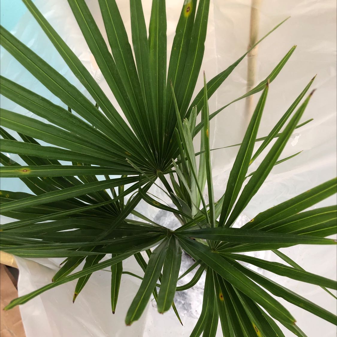 Chinese Windmill Palm with green, fan-shaped leaves and minor yellow spots.