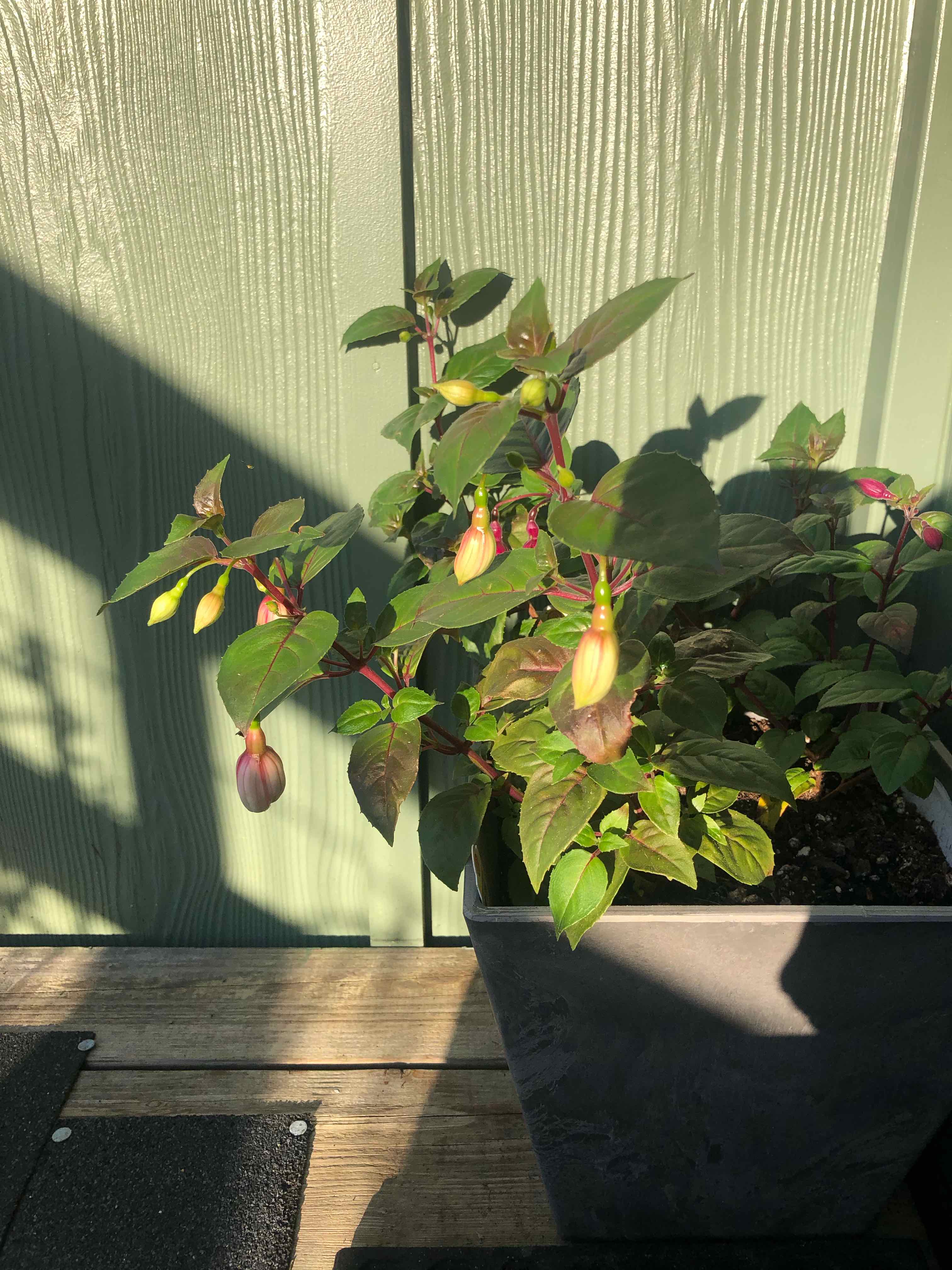 Plant care for Tree Fuchsia on Greg, the plant care app