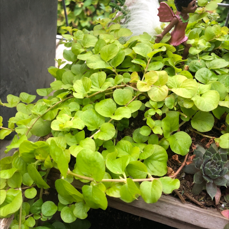 Creeping Jenny plant with vibrant green leaves, a small figurine, and another succulent plant in the background.