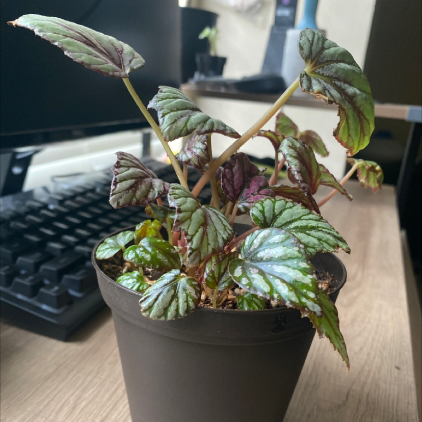 Painted-leaf Begonia in a black pot on a desk with variegated green and purple leaves.