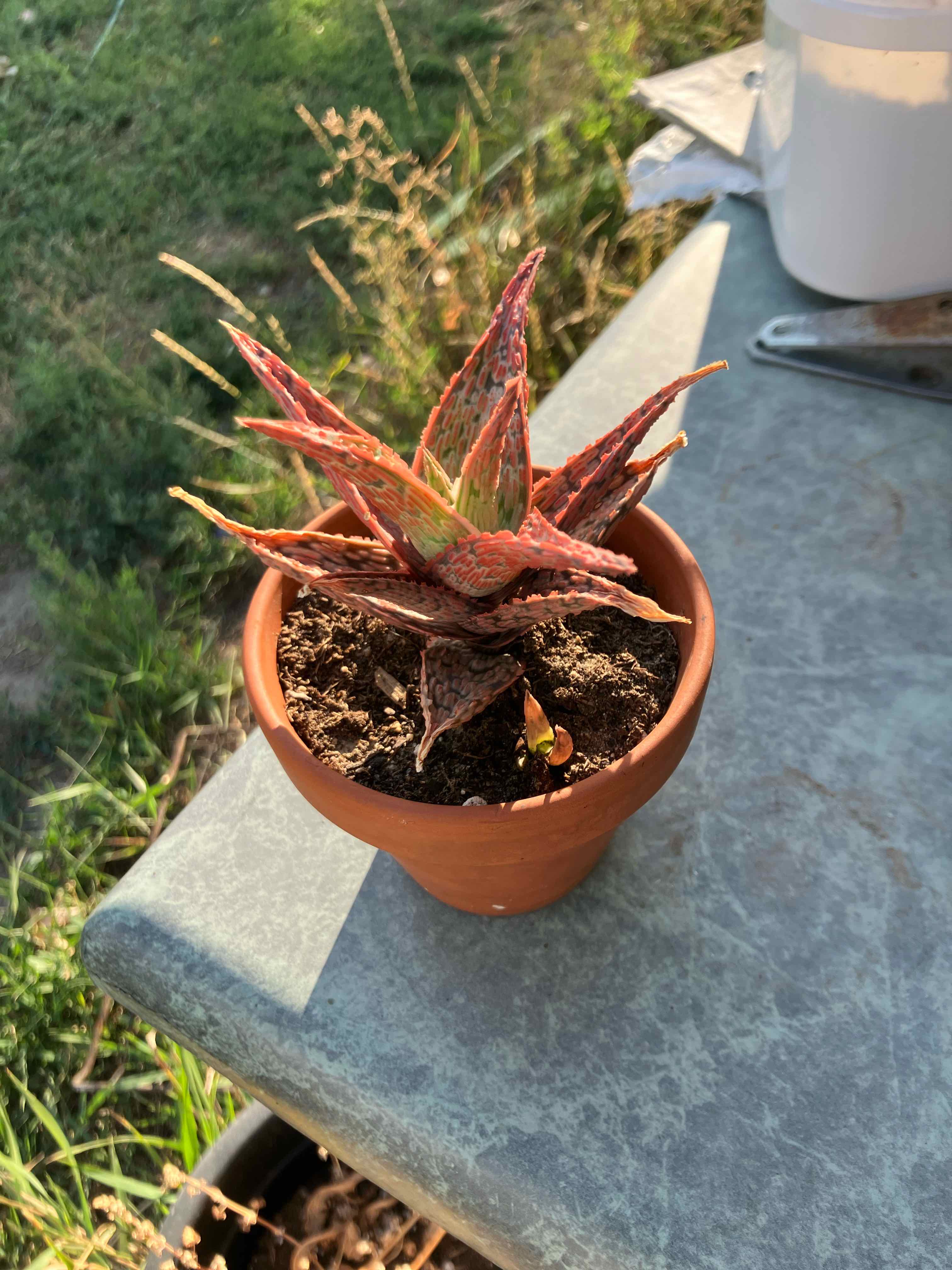 Pink Blush Aloe plant in a terracotta pot with visible soil, placed on a table.