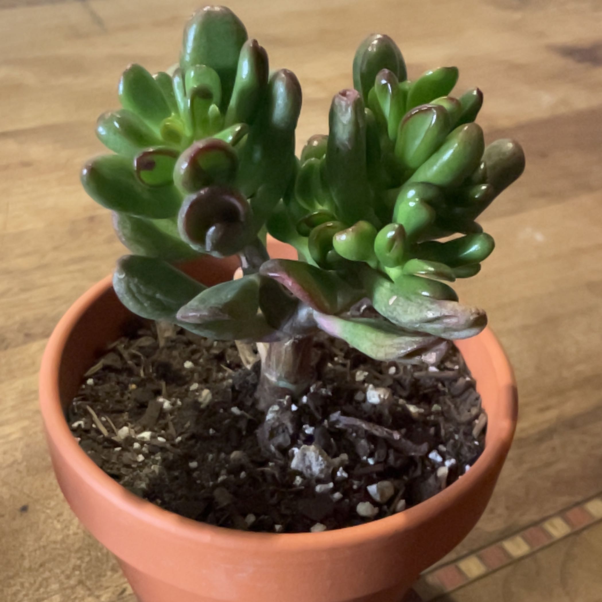 Photo of the plant species Gandalf Jade by @ContentLungwort named Gandalf the Green on Greg, the plant care app