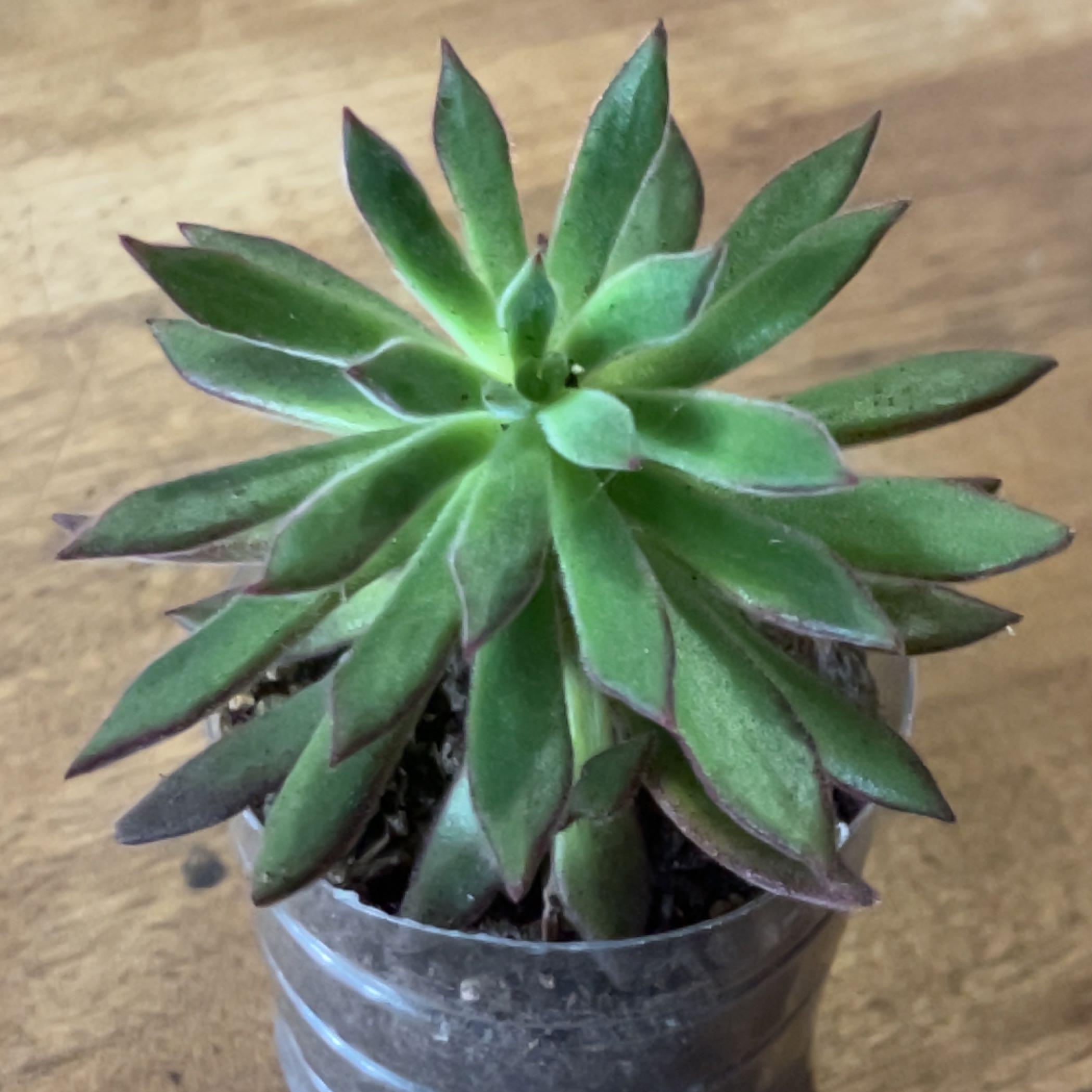 Photo of the plant species Echeveria 'Arrow Setosa' by @ContentLungwort named Arrow on Greg, the plant care app