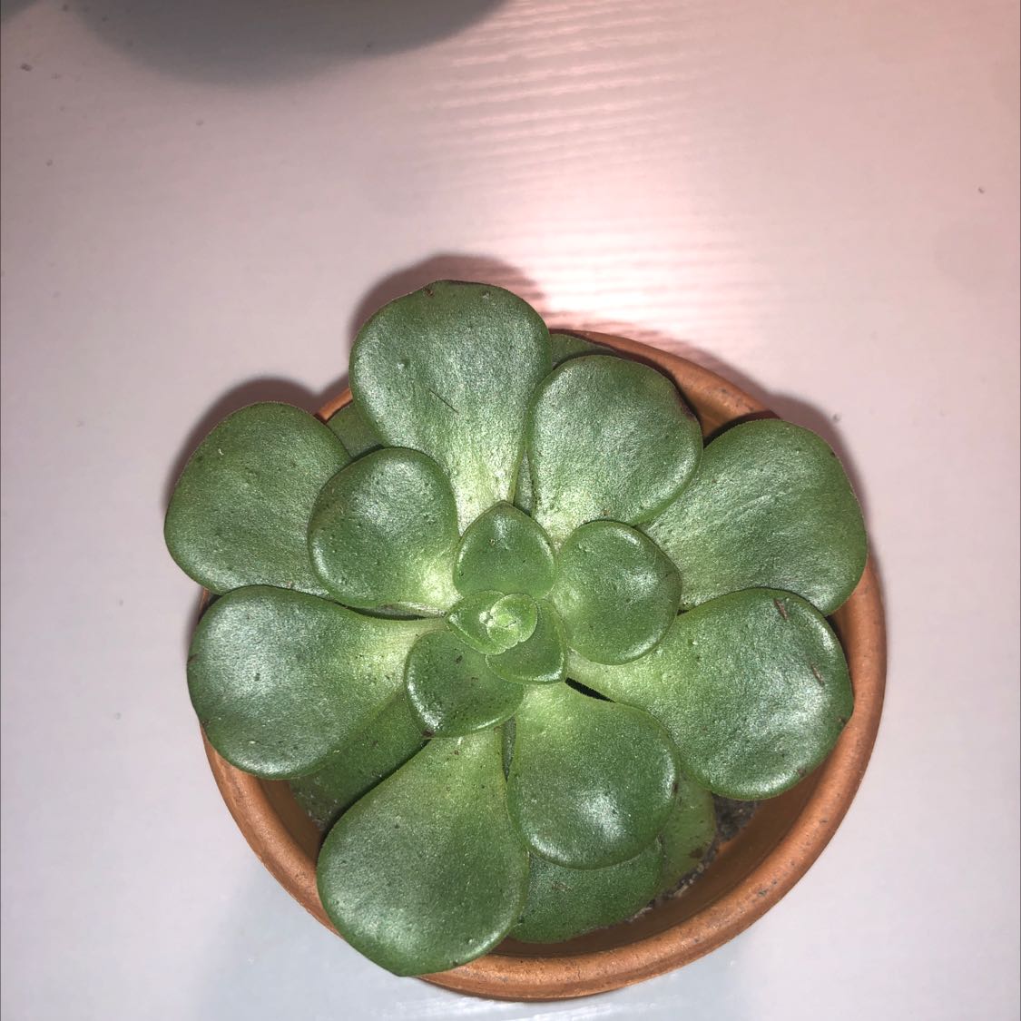 Aeonium 'Lily Pad' plant in a small pot with healthy green leaves.