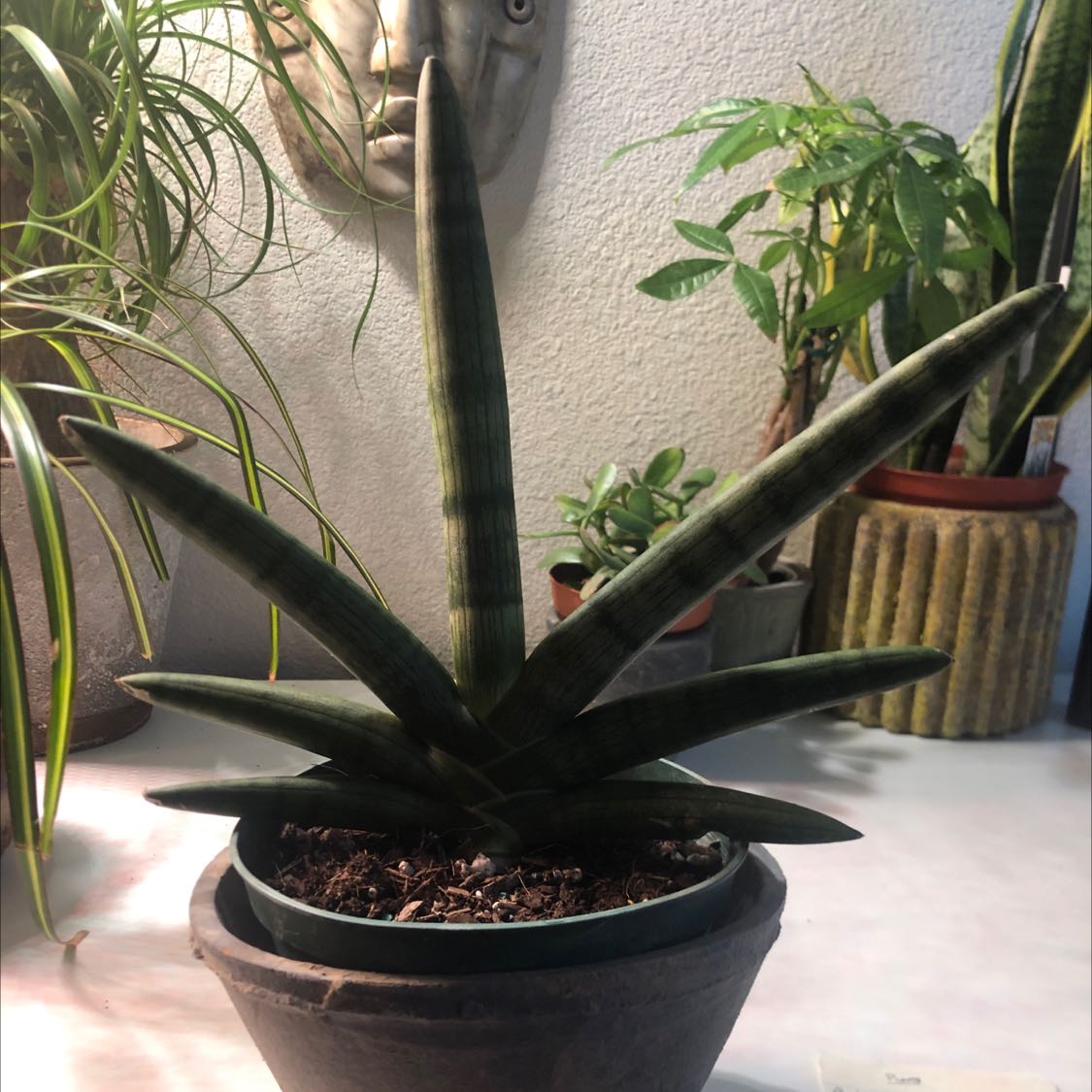Variegated Starfish Snakeplant in a pot with visible soil, surrounded by other plants.