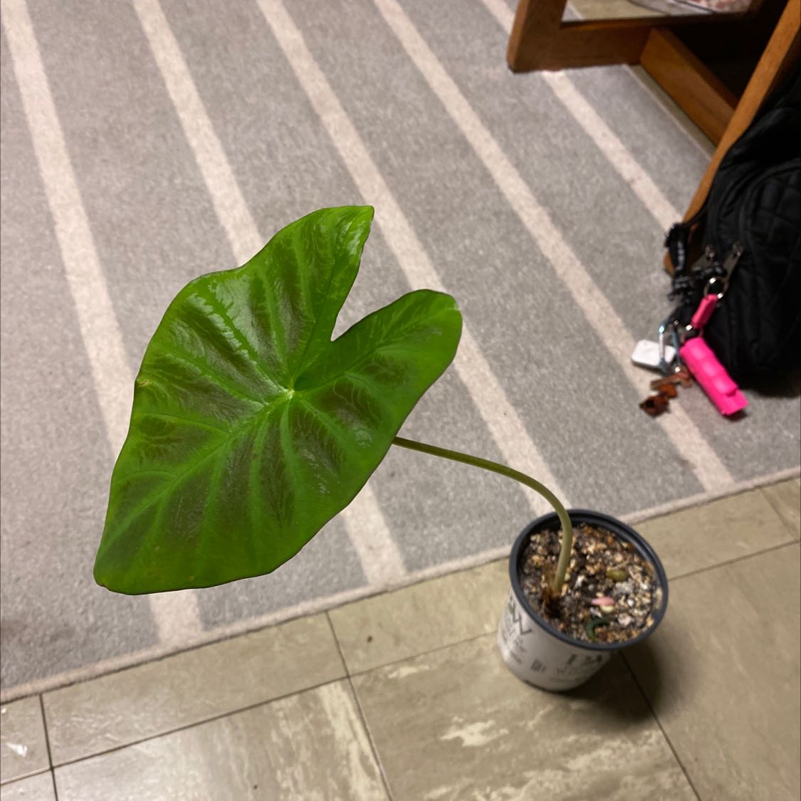 Photo of the plant species Imperial Taro by @GumptiousMystax named Irene on Greg, the plant care app