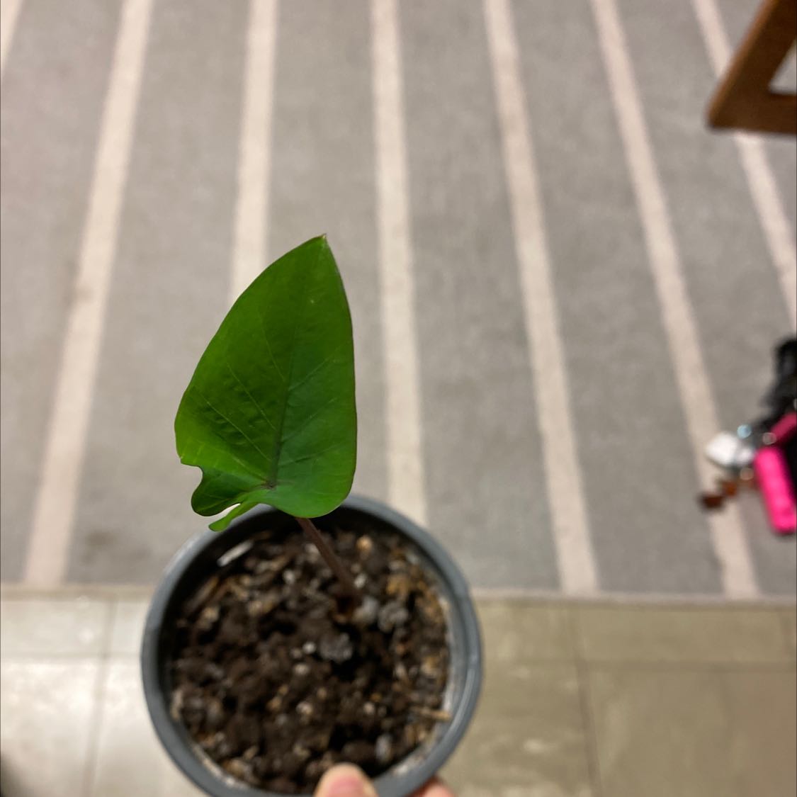 Photo of the plant species Red Stem Taro by @GumptiousMystax named Jasmine on Greg, the plant care app