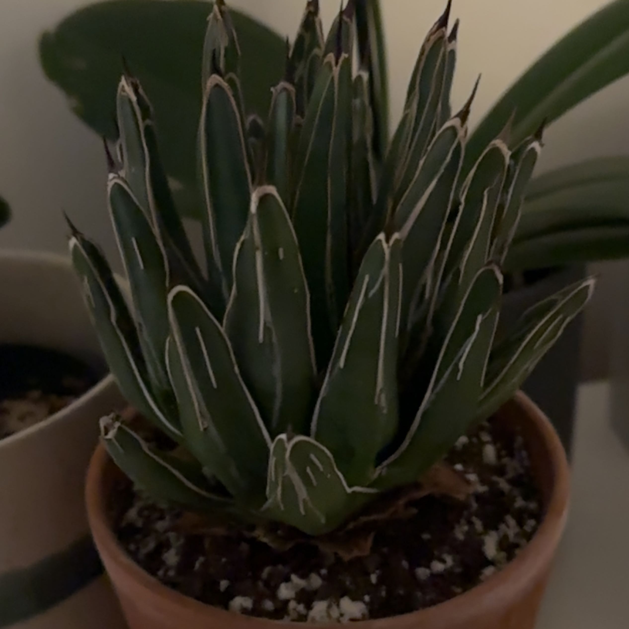 Queen Victoria Agave plant in a pot with dark green leaves and white markings.