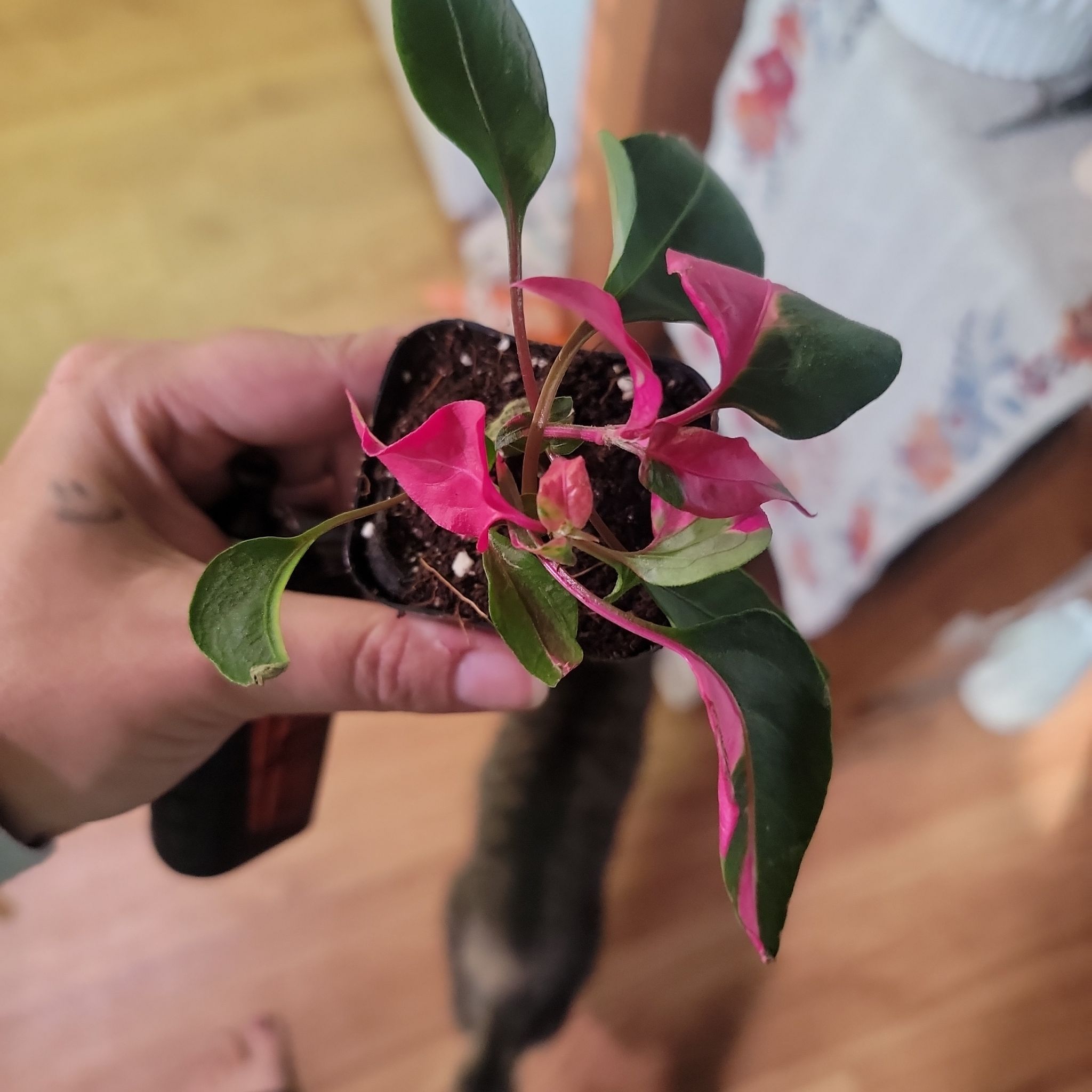 A healthy Hairy Joyweed plant with vibrant pink and green leaves held by a hand.