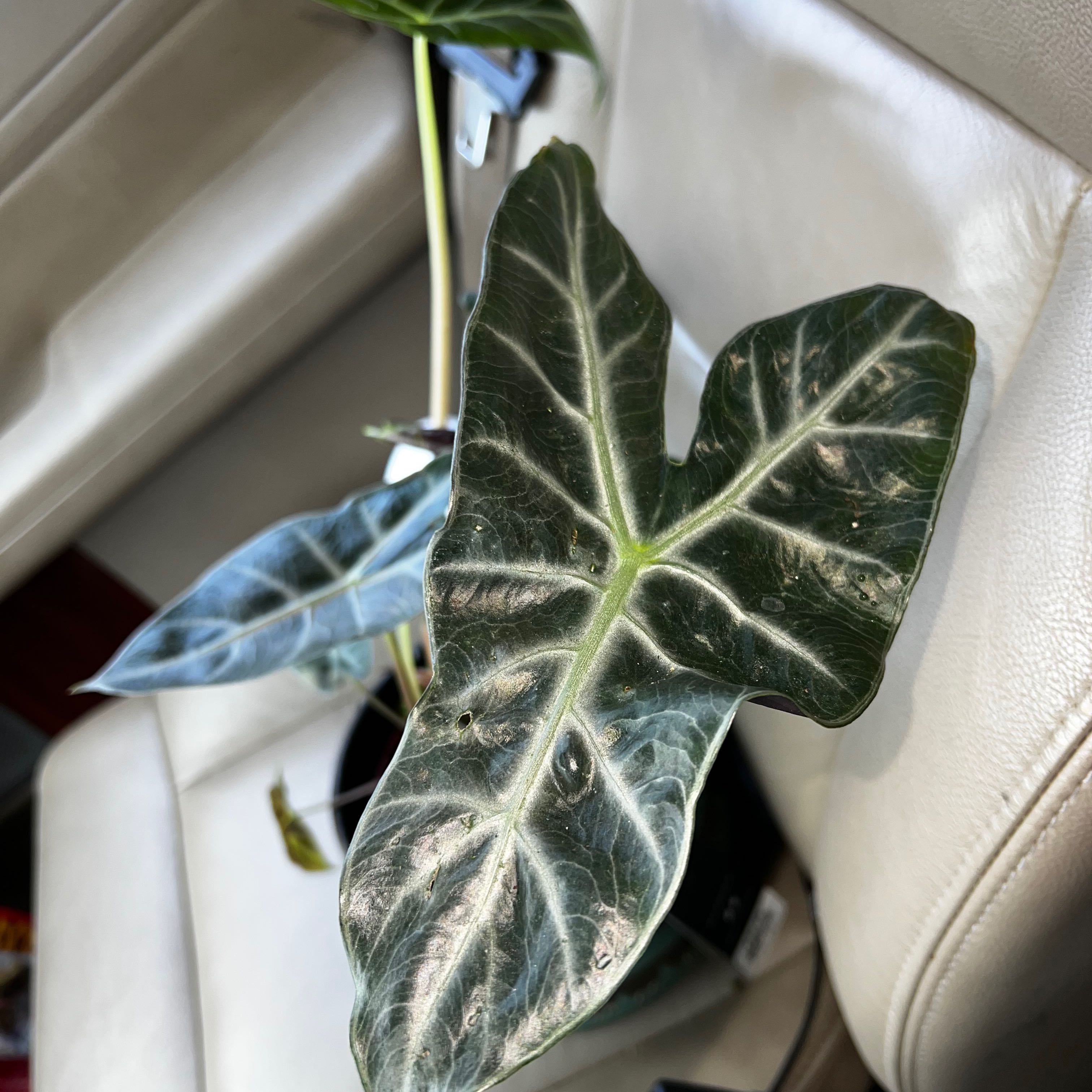 Alocasia longiloba plant with large, dark green leaves and prominent white veins on a car seat.