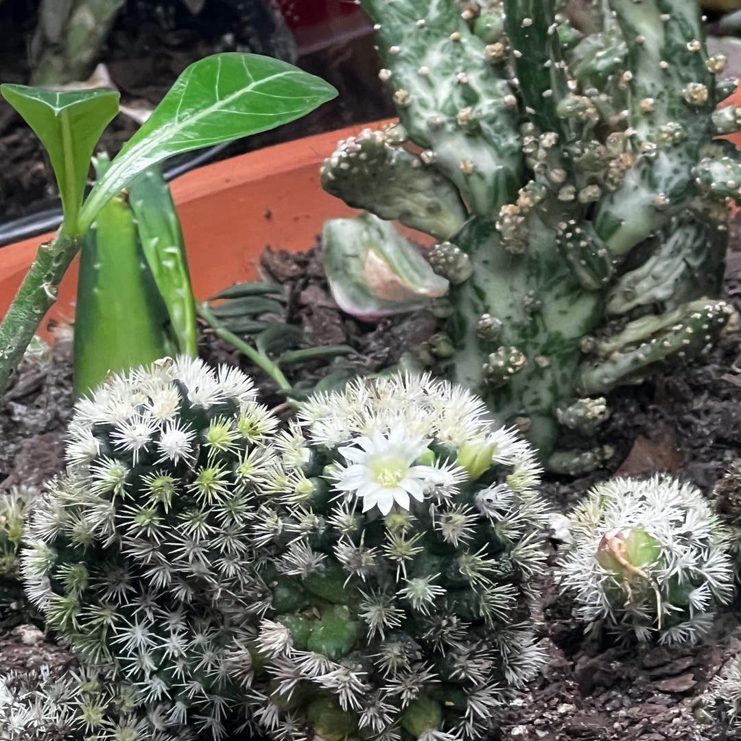 cacti flowers sign of stress?