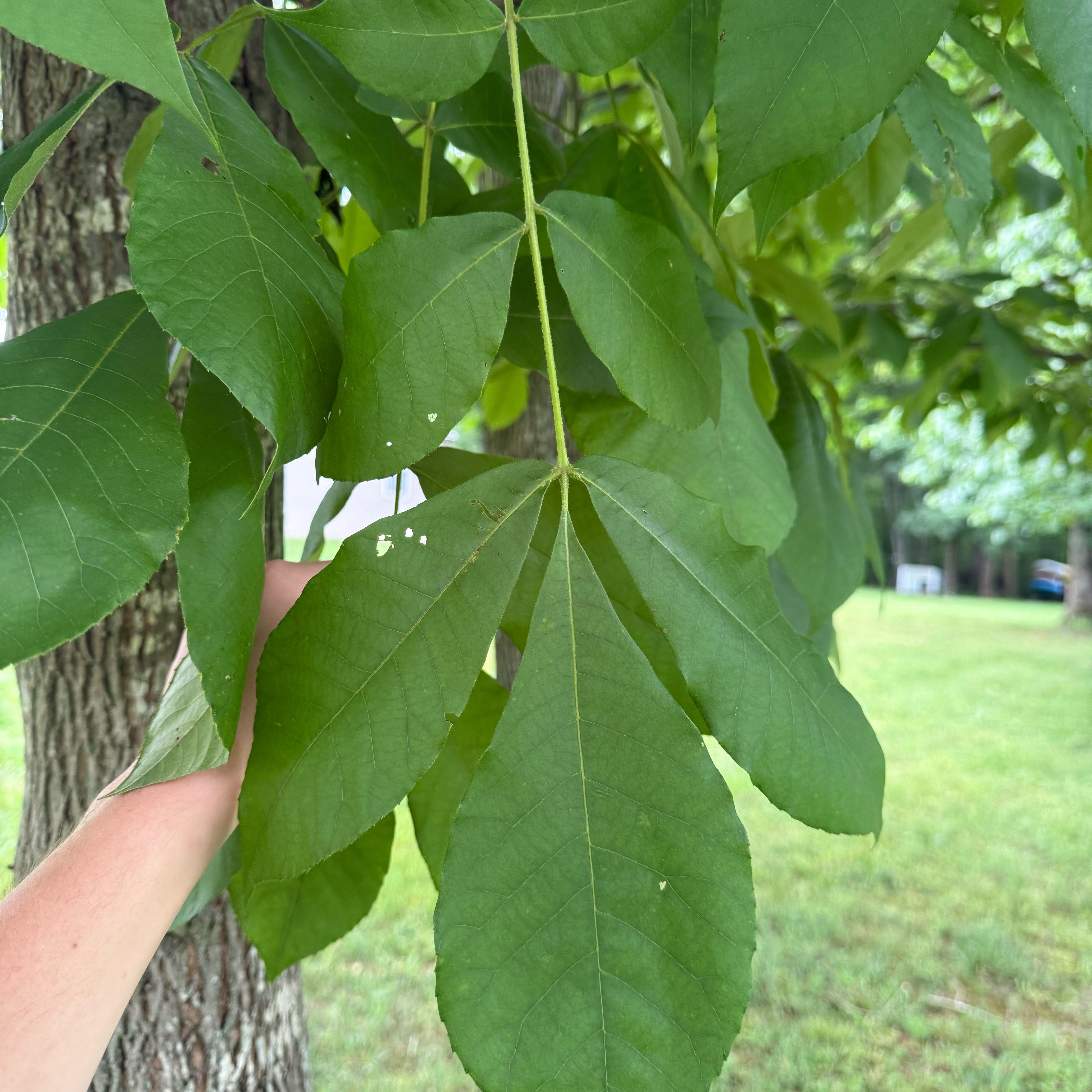 Photo of the plant species Carya Glabra by @jonathan1124 named Sanders on Greg, the plant care app