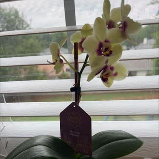 Phalaenopsis Orchid plant in Madison, Alabama