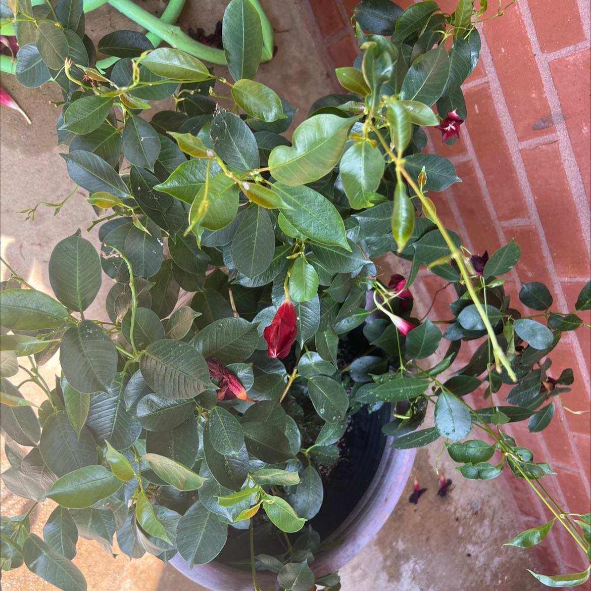 Brazilian Jasmine plant in a pot with green leaves and a few flowers next to a brick wall.