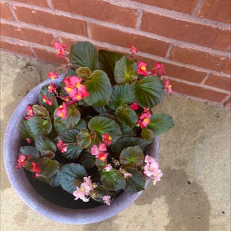 Clubed Begonia plant in Madison, Alabama
