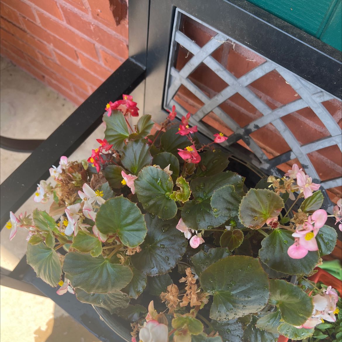 Potted Clubed Begonia with dark green leaves and colorful flowers, set against a brick wall.