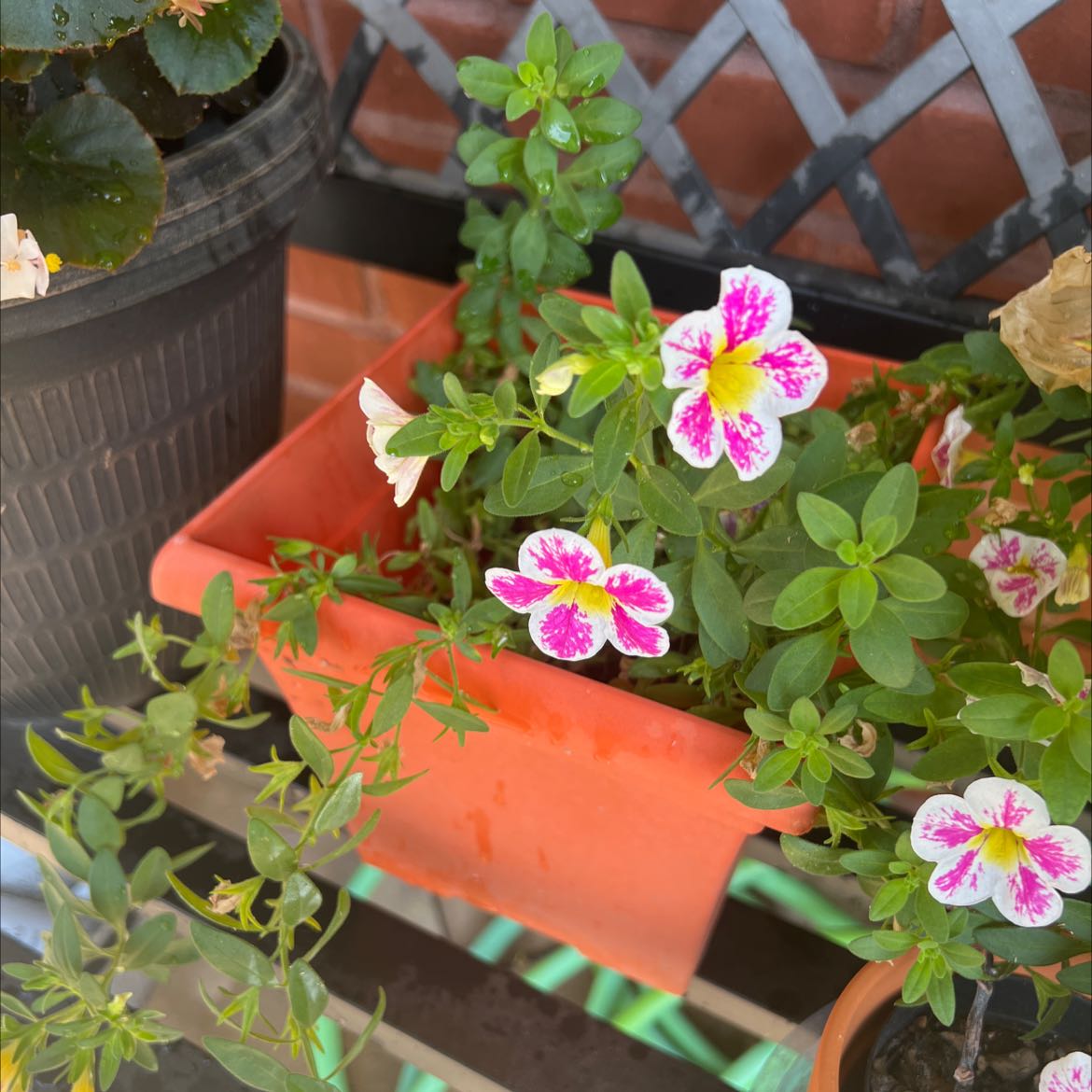 Wild Pansy plant with vibrant white and pink flowers in an orange pot.