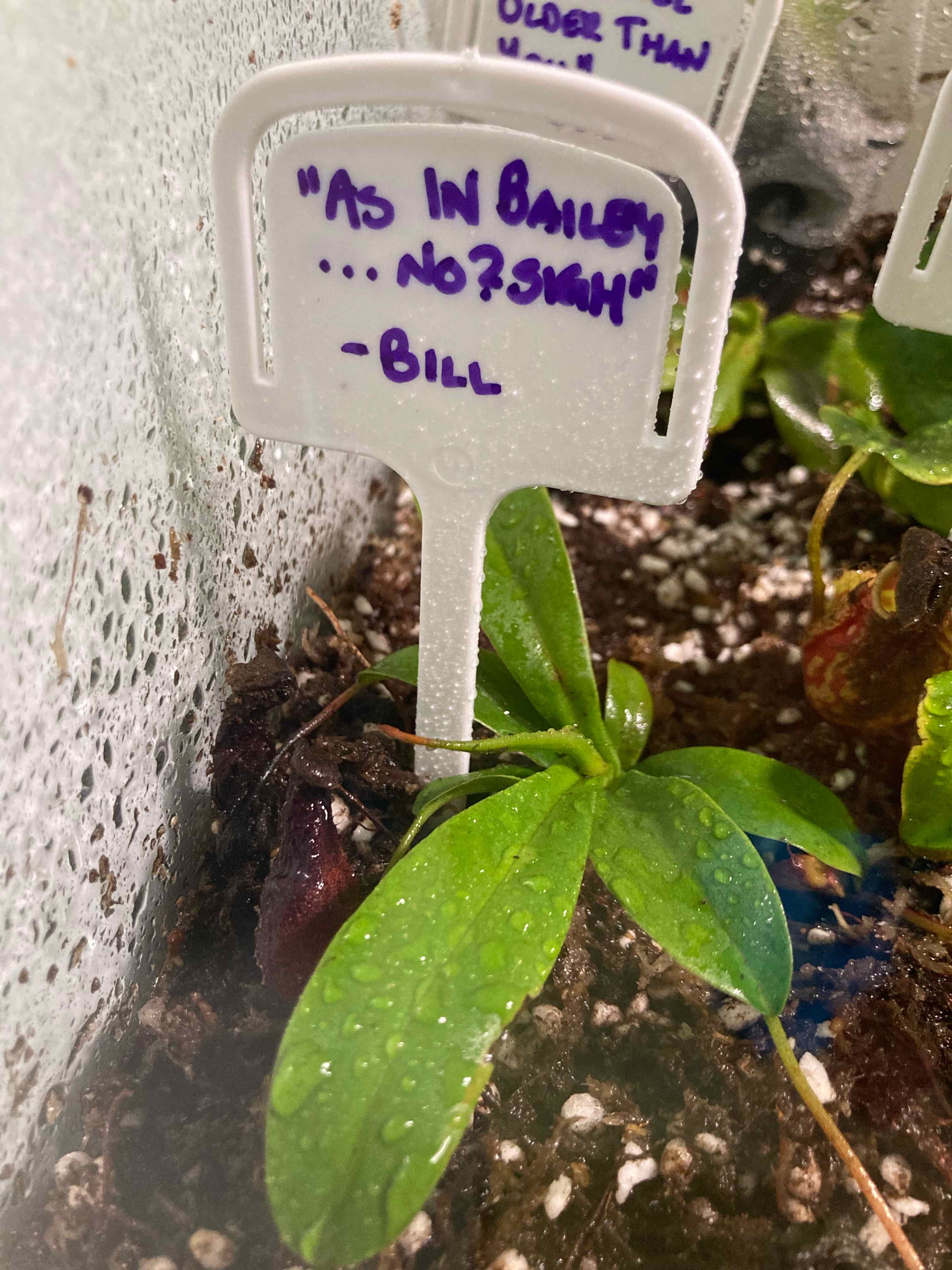 Photo of the plant species Nepenthes 'Bill Bailey' by @PoisonIvys named Nepenthes, Bill Bailey - Bill on Greg, the plant care app