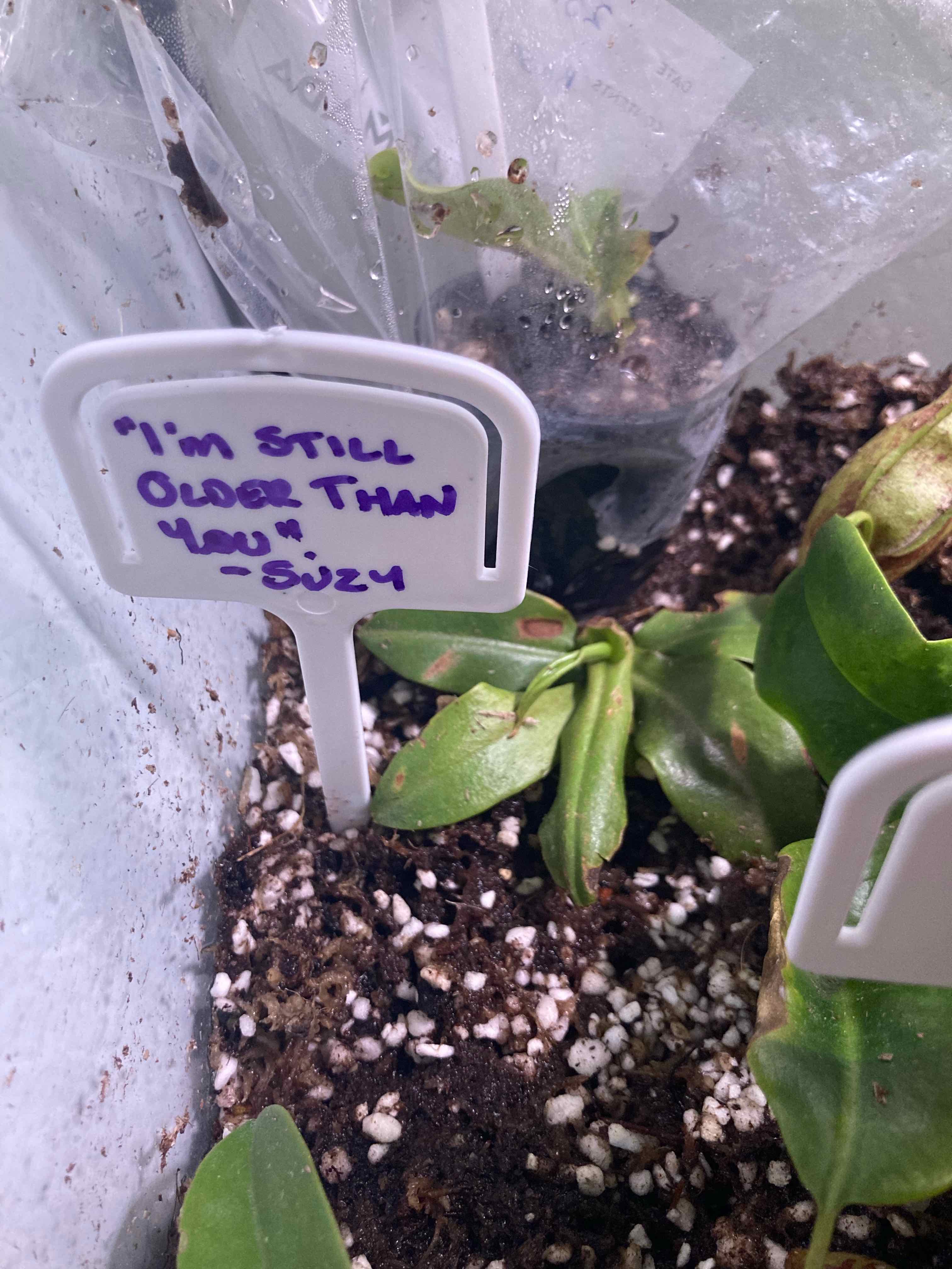 Photo of the plant species Tropical Pitcher Plant by @PoisonIvys named Suzy on Greg, the plant care app