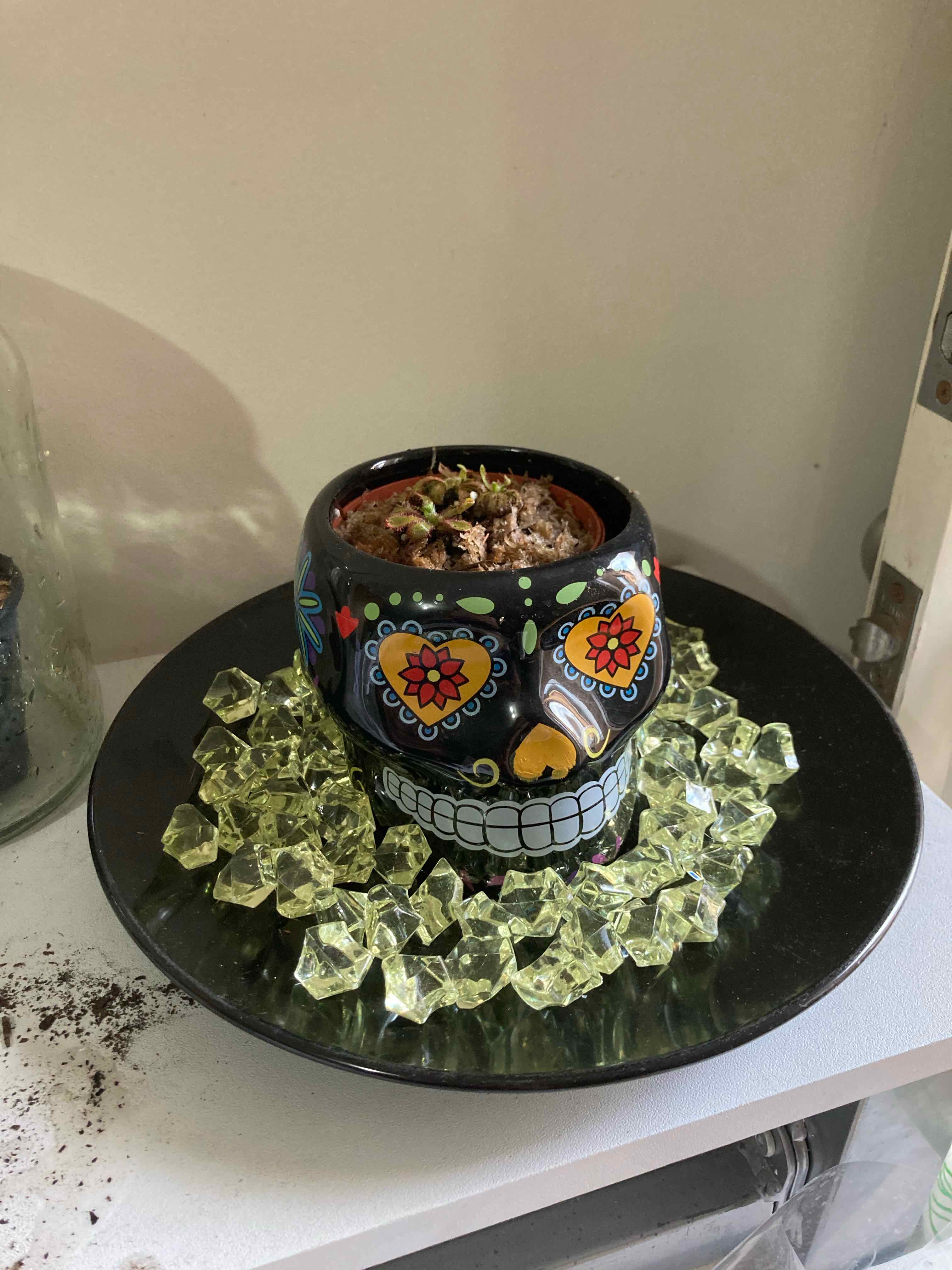 Potted Australian Sundew plant in a decorative skull-shaped pot with yellow crystals around it.