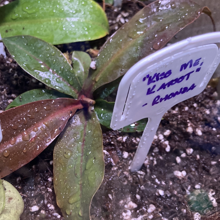Photo of the plant species Nepenthes suki by @PoisonIvys named Rhonda - Nepenthes Suki on Greg, the plant care app