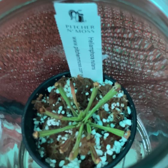 Photo of the plant species Heliamphora nutans by @PoisonIvys named Newton on Greg, the plant care app