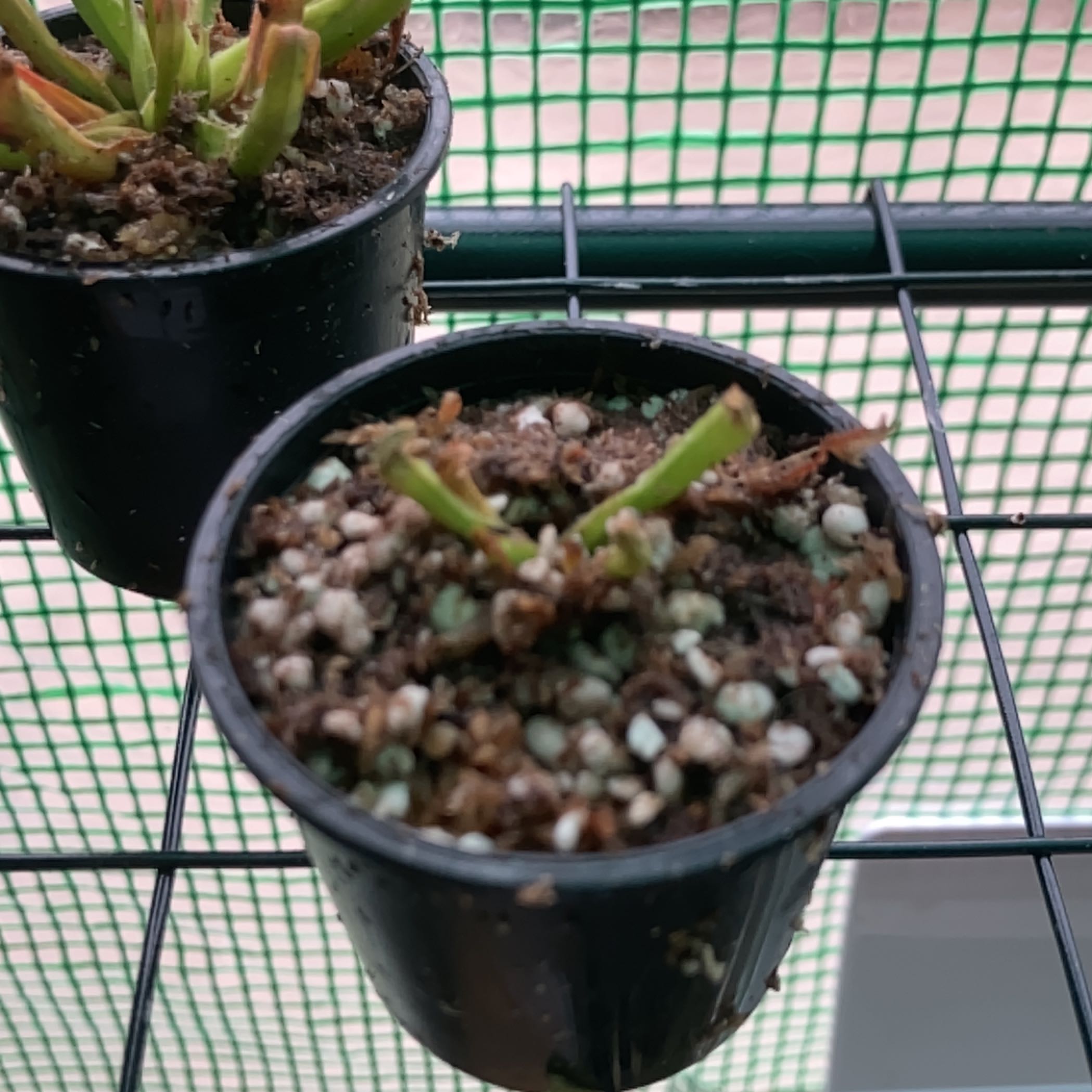 Photo of the plant species Heliamphora nutans by @PoisonIvys named Fig on Greg, the plant care app
